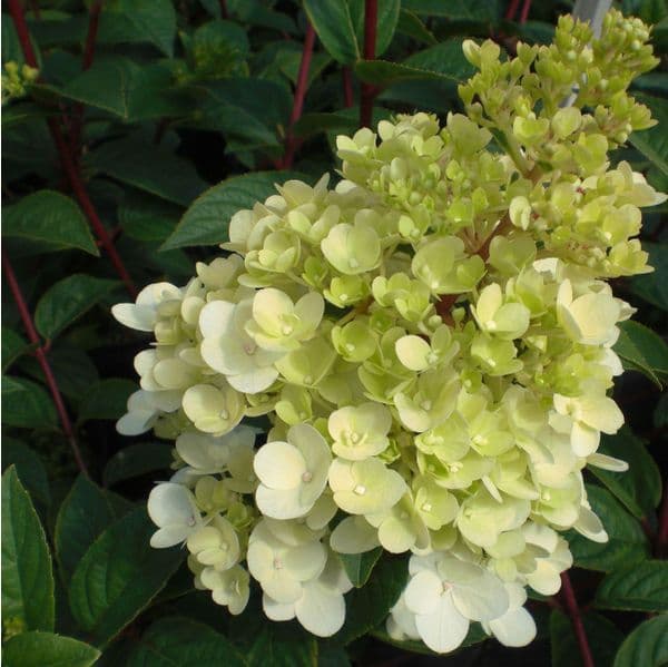 Hydrangea paniculata SUNDAE FRAISE 'Rensun' (PBR)
