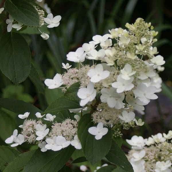Hydrangea paniculata Tardiva