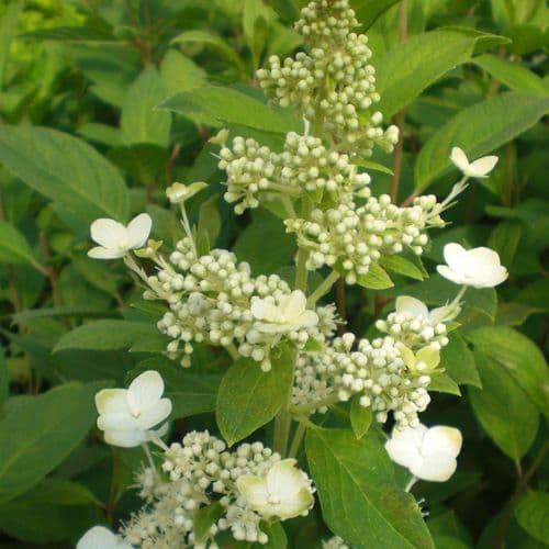 Hydrangea paniculata Unique