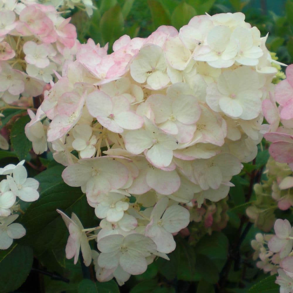 Hydrangea paniculata VANILLE FRAISE 'Renhy' (PBR)
