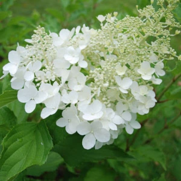 Hydrangea paniculata White Goliath