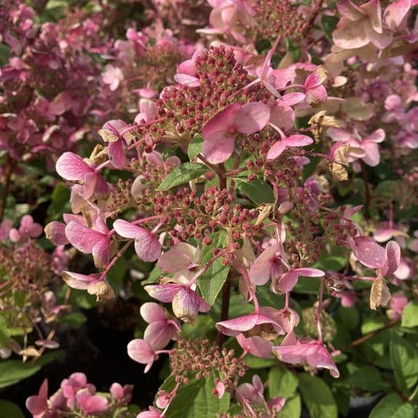 Hydrangea paniculata Wim's Red (PBR)