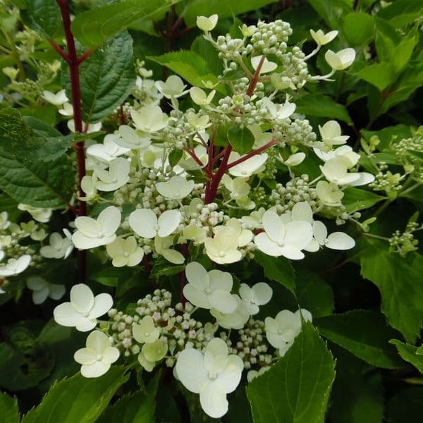 Hydrangea paniculata Wim's Red (PBR)