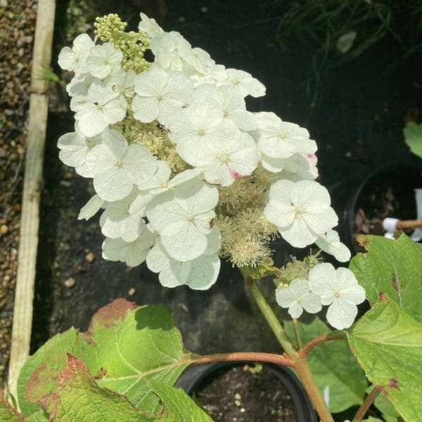 Hydrangea quercifolia