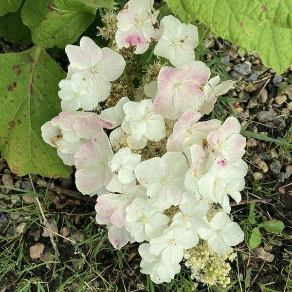 Hydrangea quercifolia