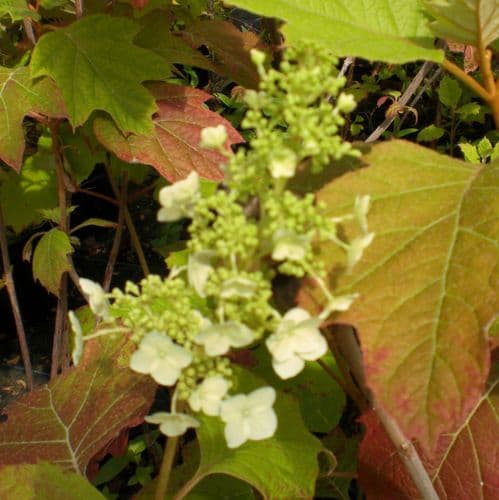 Hydrangea quercifolia Alice