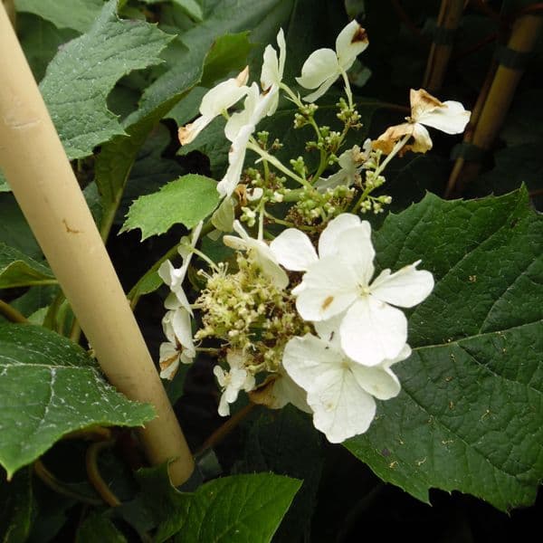 Hydrangea quercifolia Amethyst Dirr