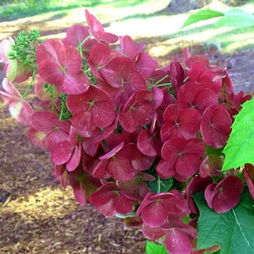 Hydrangea quercifolia Amethyst Dirr