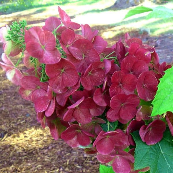 Hydrangea quercifolia Amethyst Dirr
