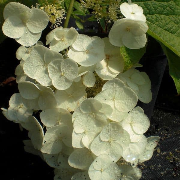 Hydrangea quercifolia Applause