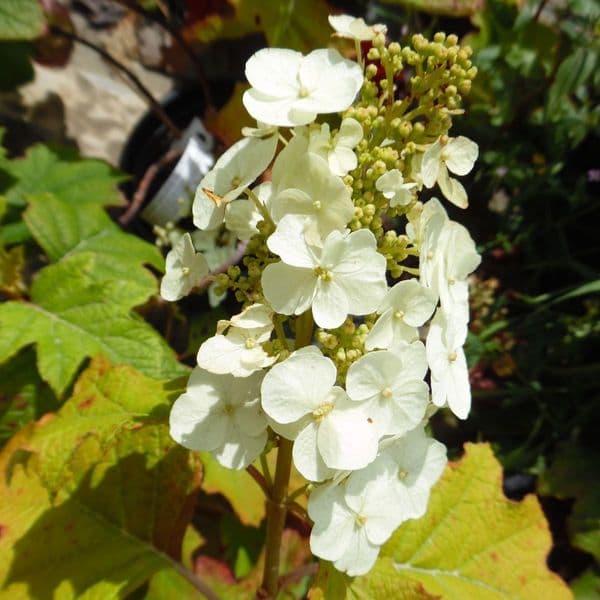 Hydrangea quercifolia Back Porch