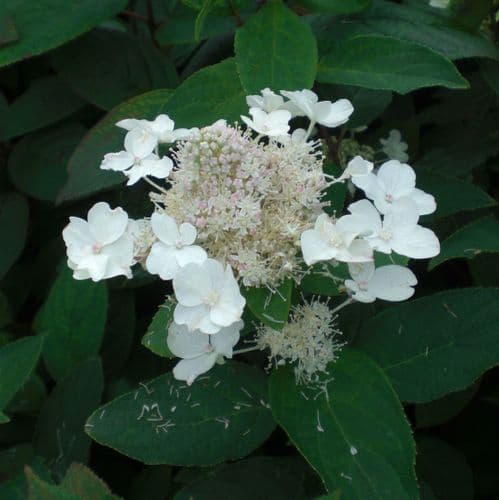 Hydrangea quercifolia ICE CRYSTAL 'Hqopr010' (PBR)