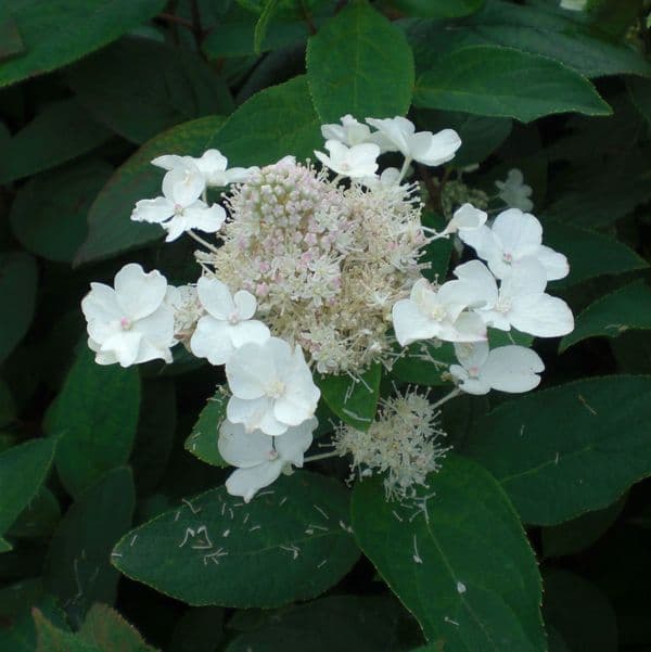 Hydrangea quercifolia ICE CRYSTAL 'Hqopr010' (PBR)