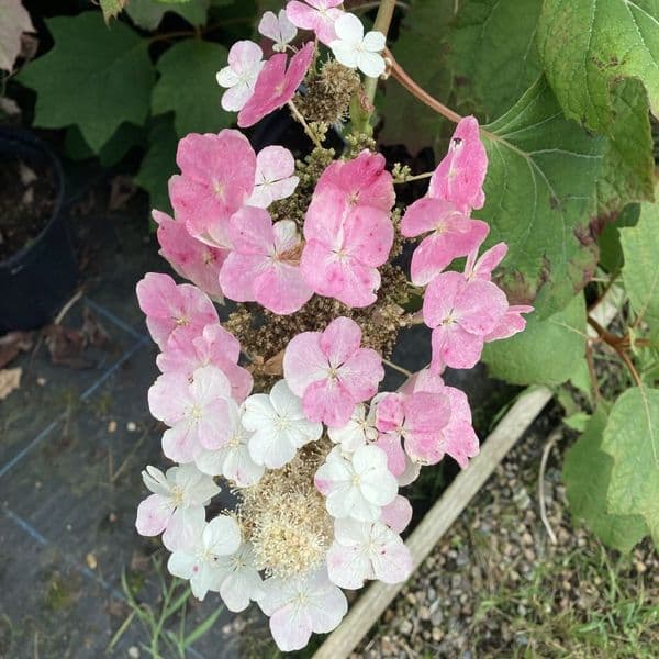 Hydrangea quercifolia Large Specimen Plant 150cm plus