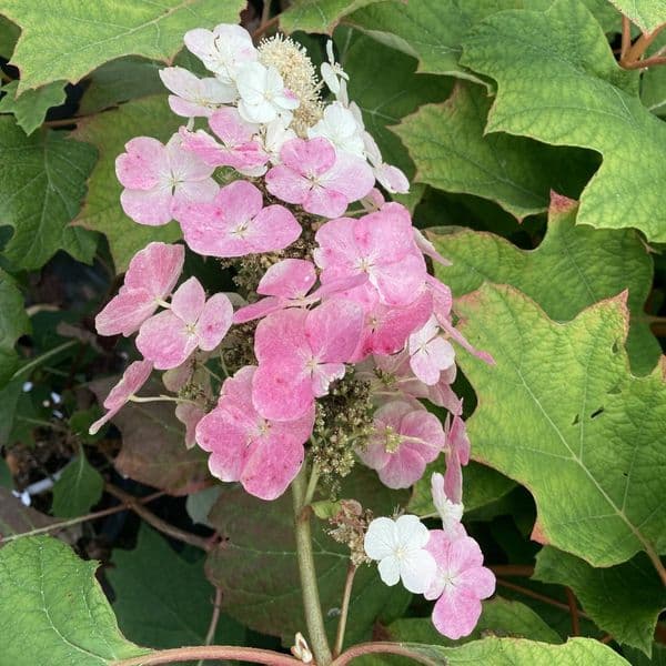 Hydrangea quercifolia Large Specimen Plant 150cm plus