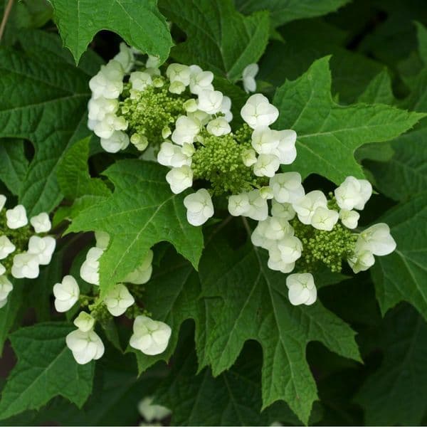 Hydrangea quercifolia Large Specimen Plant 150cm plus