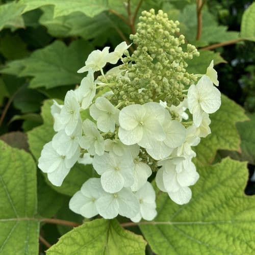 Hydrangea quercifolia Large Specimen Plant