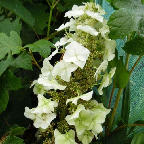Hydrangea quercifolia Munchkin