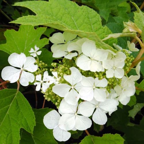 Hydrangea quercifolia Pee Wee