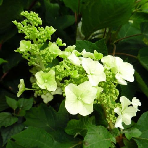 Hydrangea quercifolia Ruby Slippers