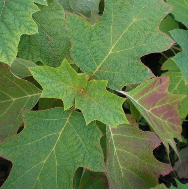 Hydrangea quercifolia Sike's Dwarf  Large Specimen Plant