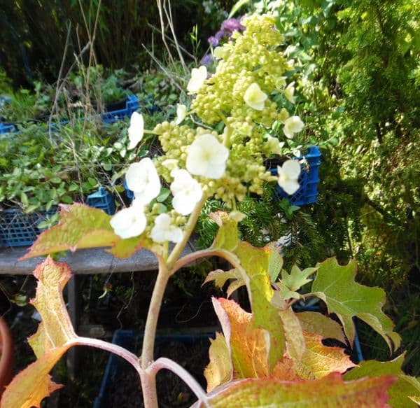 Hydrangea quercifolia Sike's Dwarf  Large Specimen Plant
