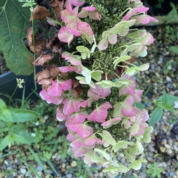 Hydrangea quercifolia Sike's Dwarf  Large Specimen Plant