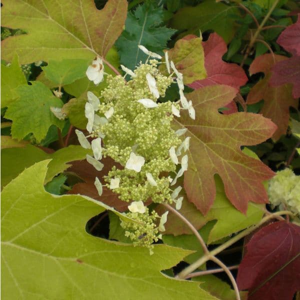 Hydrangea quercifolia Sike's Dwarf  Large Specimen Plant