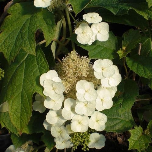 Hydrangea quercifolia SNOW QUEEN 'Flemygea' AGM