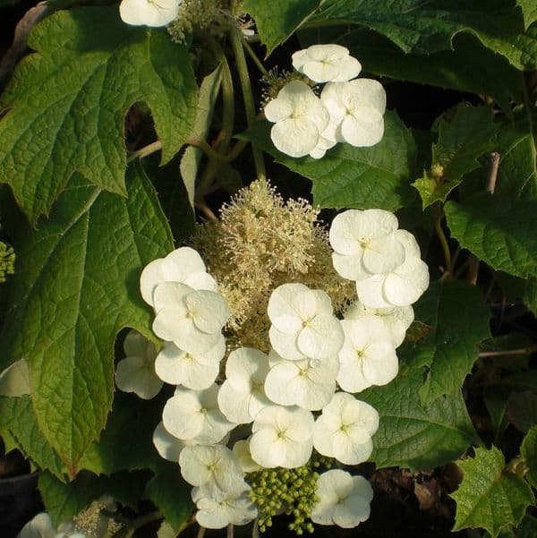 Hydrangea quercifolia SNOW QUEEN 'Flemygea' AGM