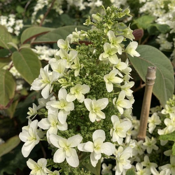 Hydrangea quercifolia Snowflake = 'Brido' (d) Large Specimen Plant
