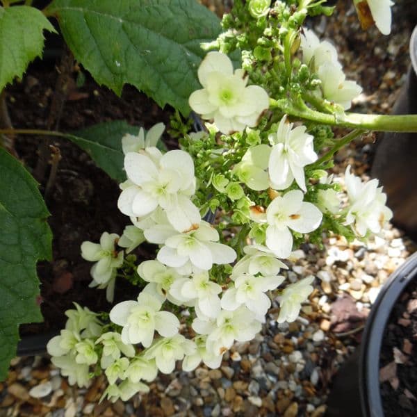 Hydrangea quercifolia Snowflake = 'Brido' (d) Large Specimen Plant