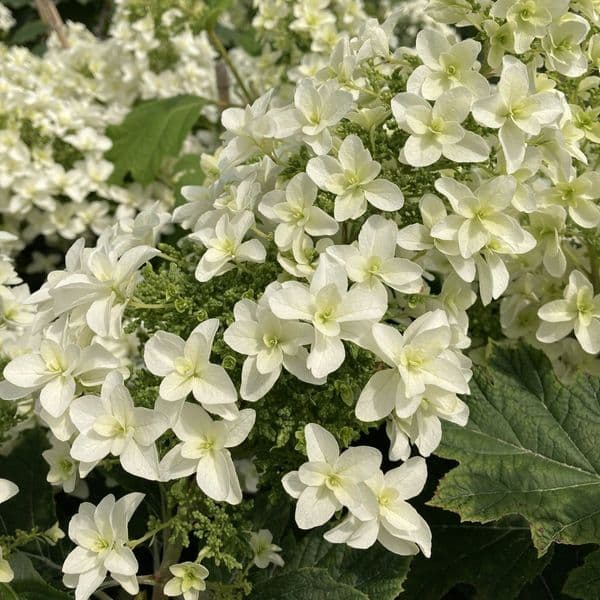 Hydrangea quercifolia Snowflake = 'Brido' (d) Large Specimen Plant