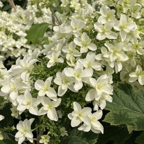 Hydrangea quercifolia Snowflake = 'Brido' (d) Large Specimen Plant