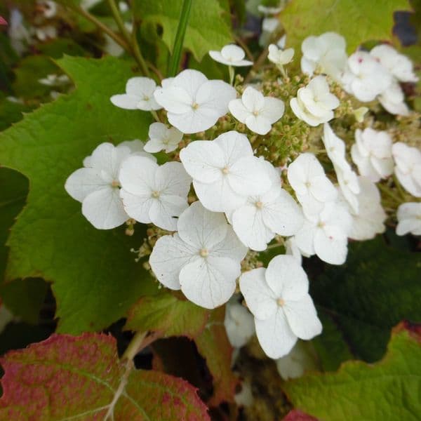Hydrangea quercifolia Tennessee Clone
