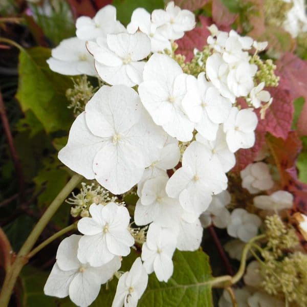 Hydrangea quercifolia Tennessee Clone Large Specimen Plant