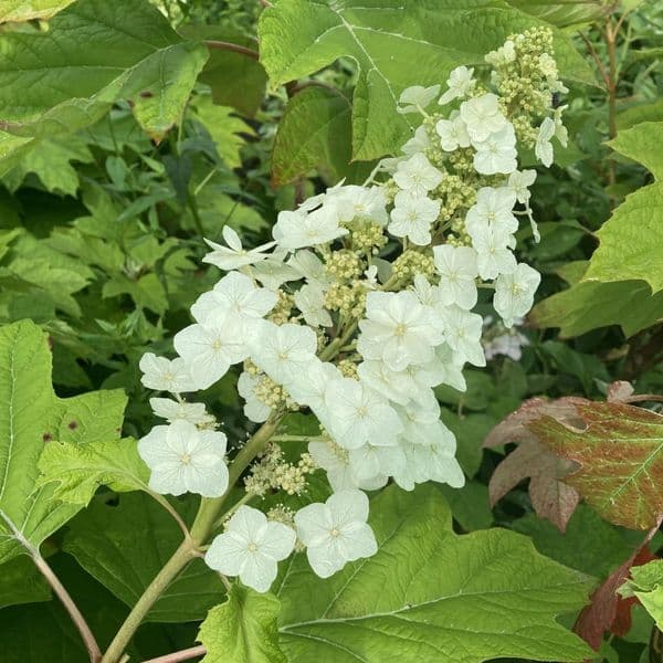 Hydrangea quercifolia Tennessee Clone Large Specimen Plant