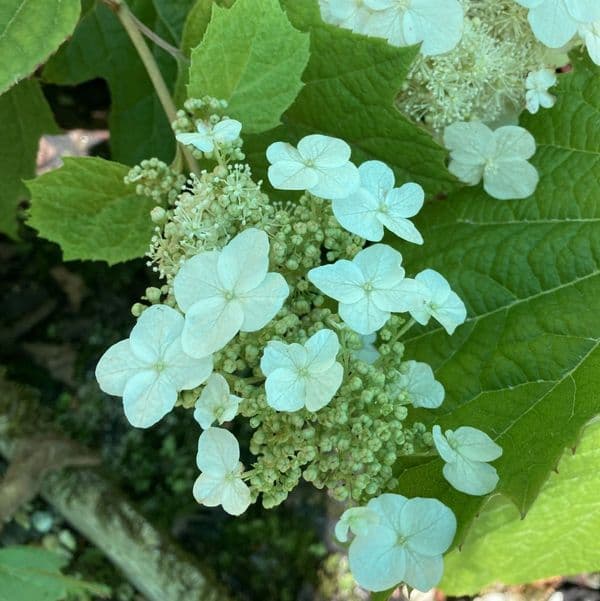 Hydrangea quercifolia Tennessee Clone Large Specimen Plant