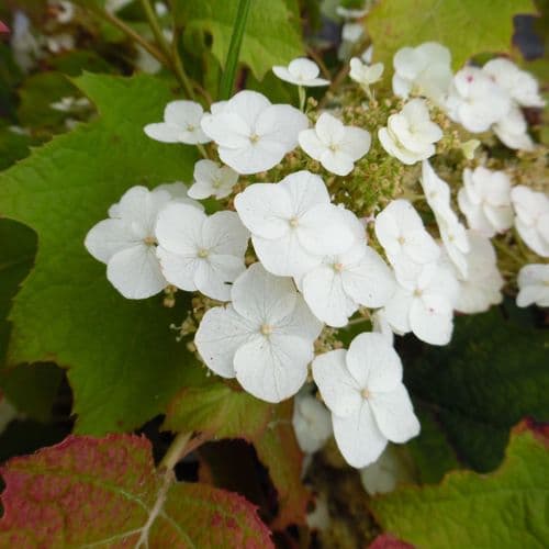 Hydrangea quercifolia Tennessee Clone Large Specimen Plant