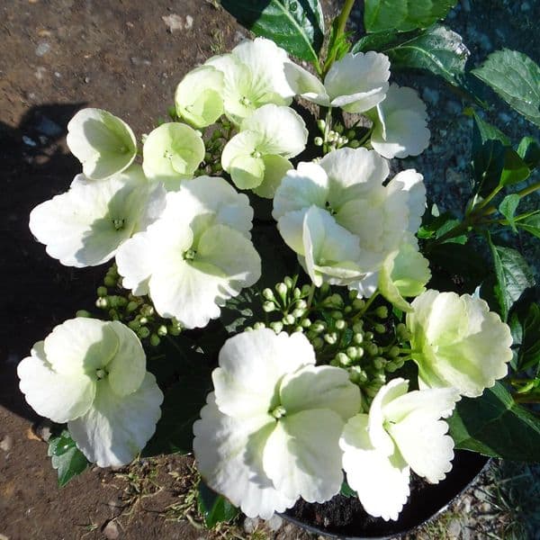 Hydrangea Runaway Bride Snow White USHYDO405 (PBR)