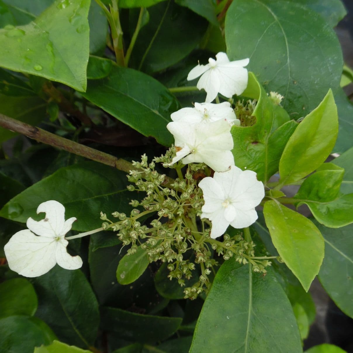 Hydrangea Semmannii Rhs Hydrangea Seemannii