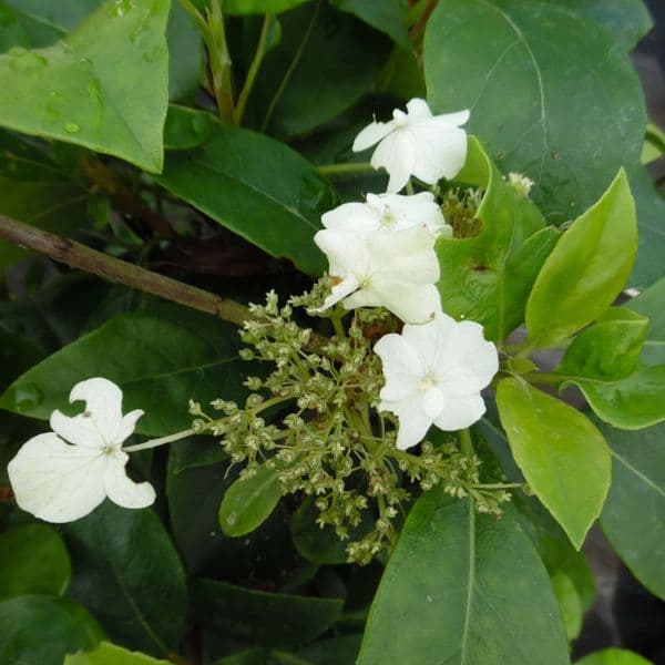 Hydrangea Seemannii
