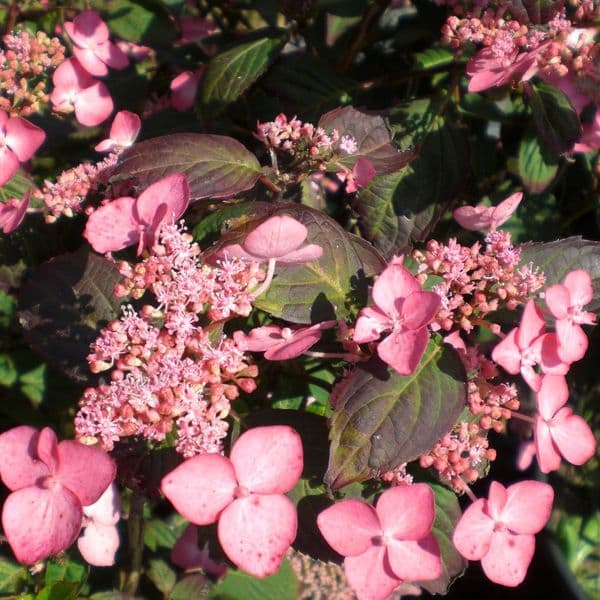 Hydrangea serrata Avelroz DOLMYF
