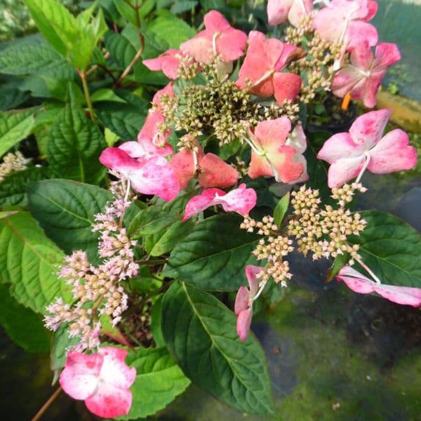 Hydrangea serrata Beni-gaku (L)