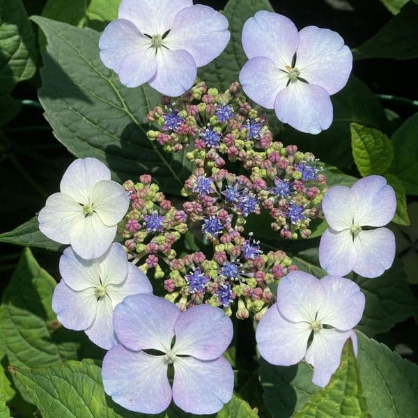 Hydrangea serrata Blue Bird (L) AGM