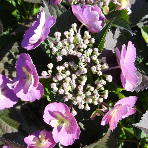 Hydrangea serrata Blueberry Cheesecake MAK20