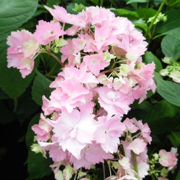 Hydrangea serrata Cap Sizun