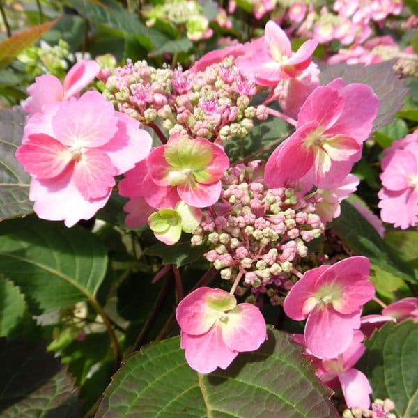 Hydrangea serrata Cotton Candy MAC20