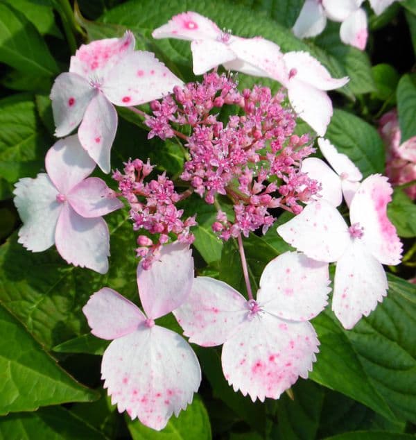 Hydrangea serrata Grayswood (L) AGM