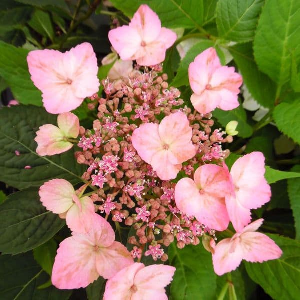Hydrangea serrata Koreana (L)